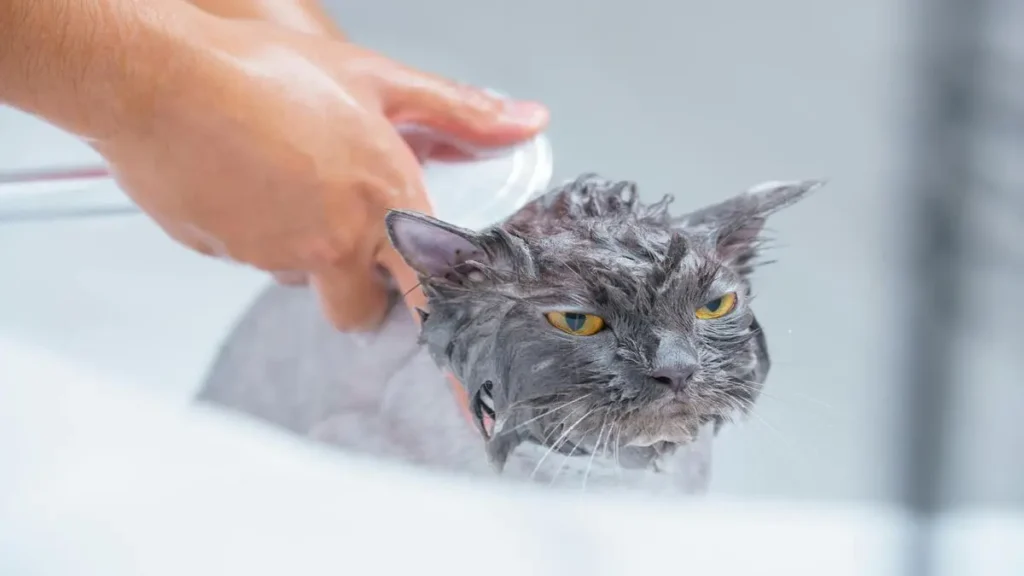 Take Care of Pets